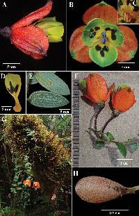 Media resource of Bomarea pastazensis