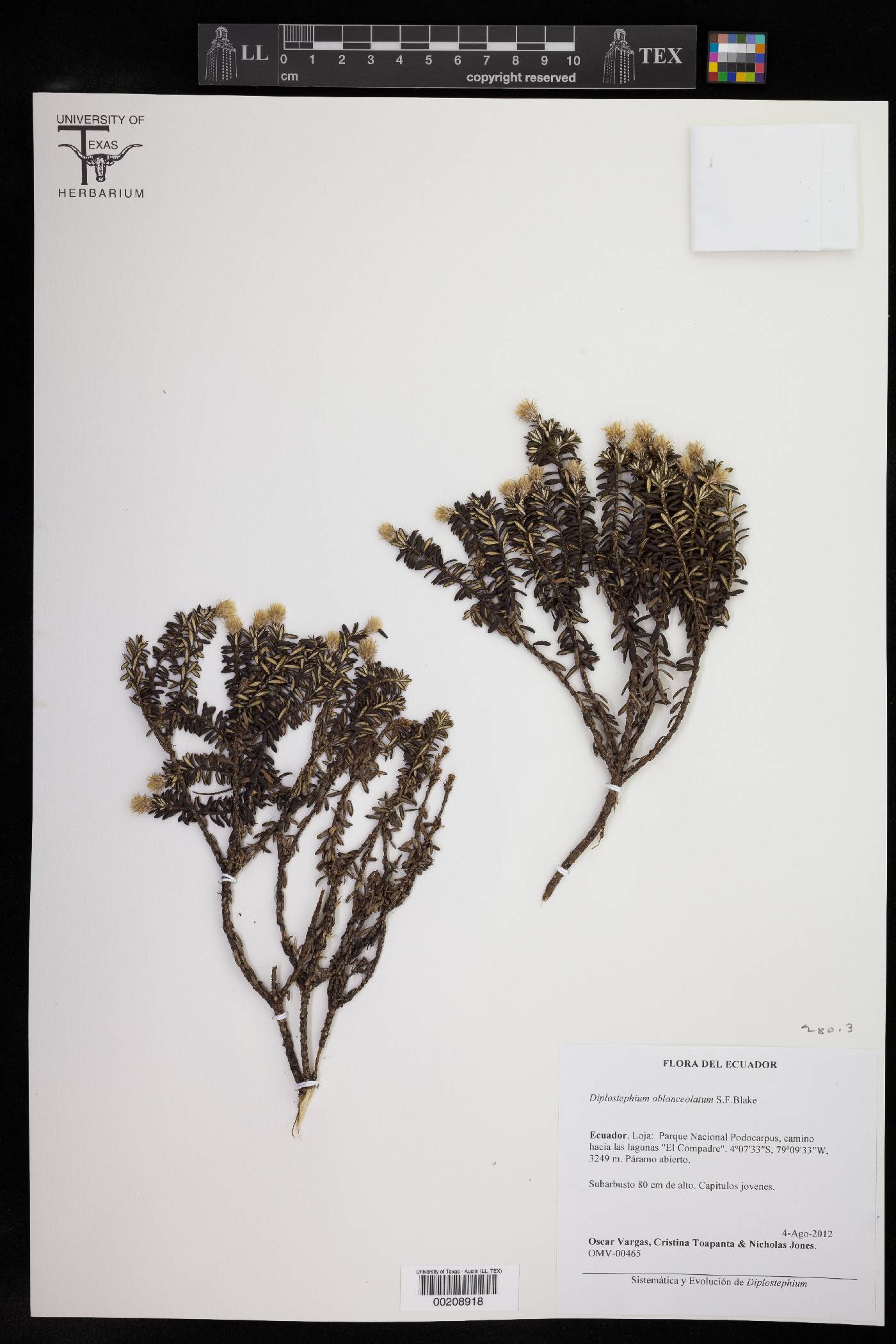 Diplostephium oblanceolatum image