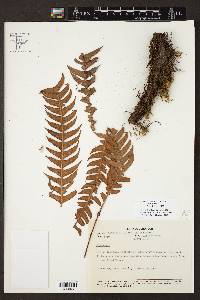 Media resource of Lomaridium fragile