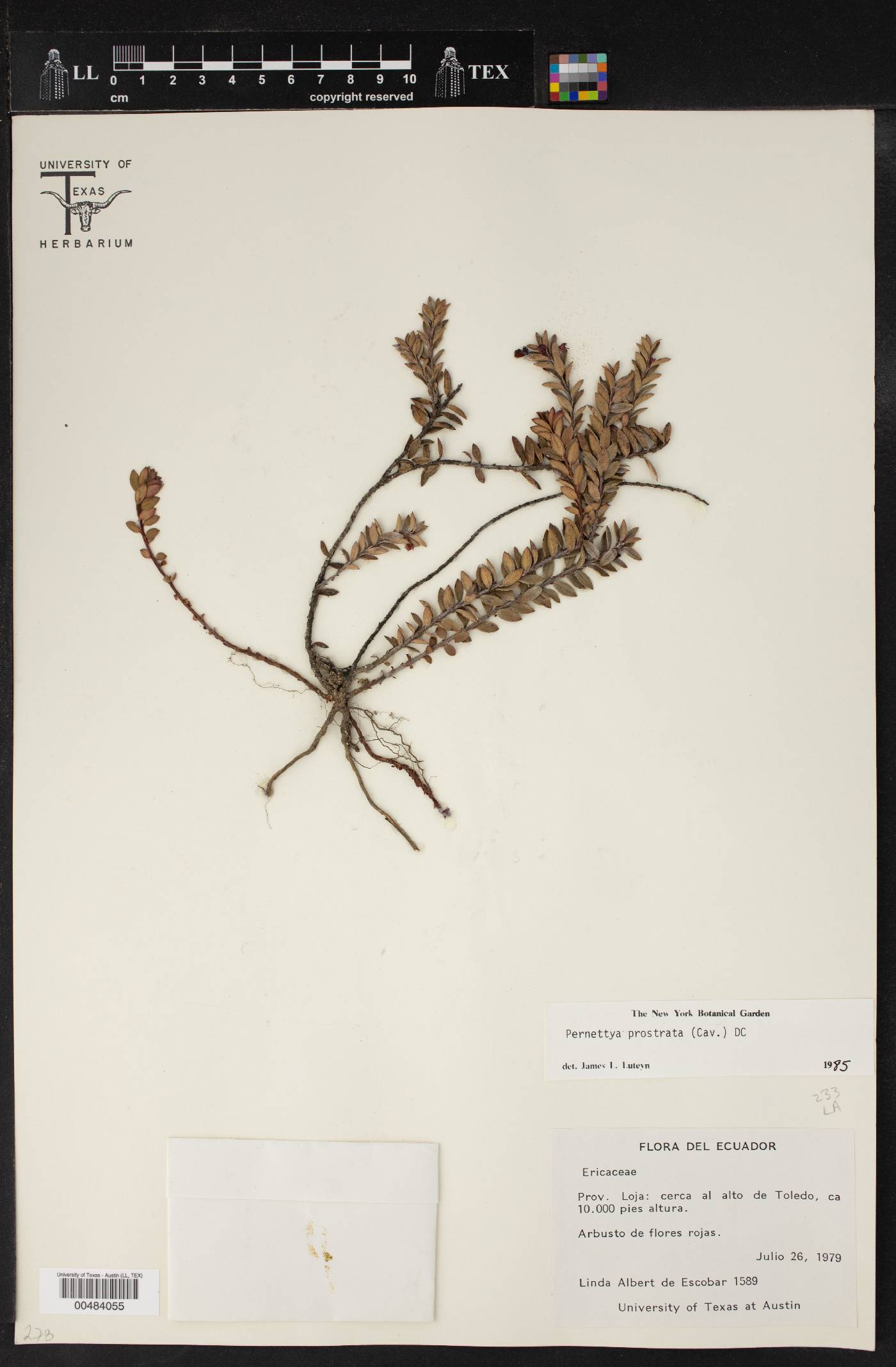 Pernettya prostrata image
