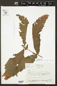 Media resource of Tectaria trifoliata