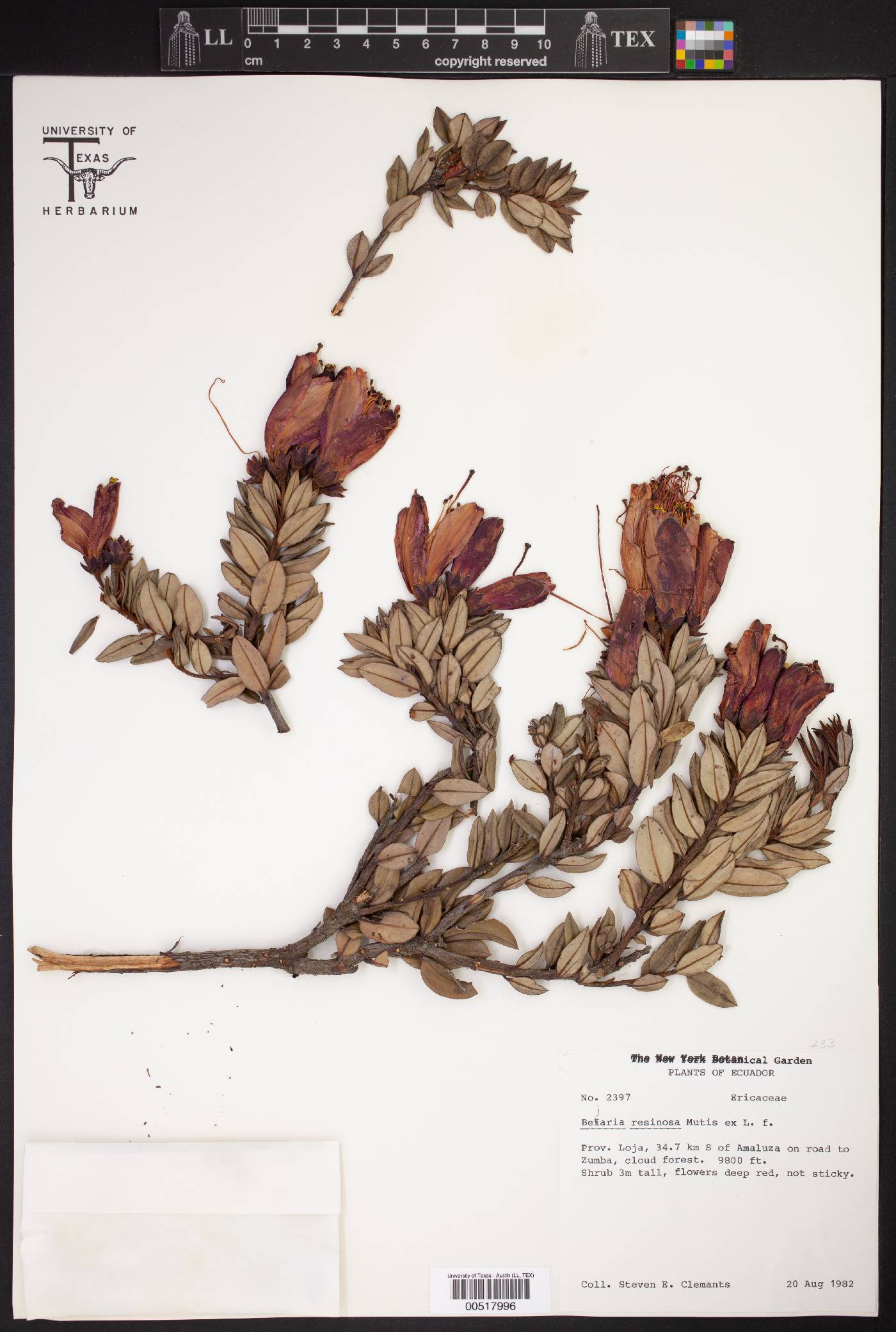 Bejaria resinosa image