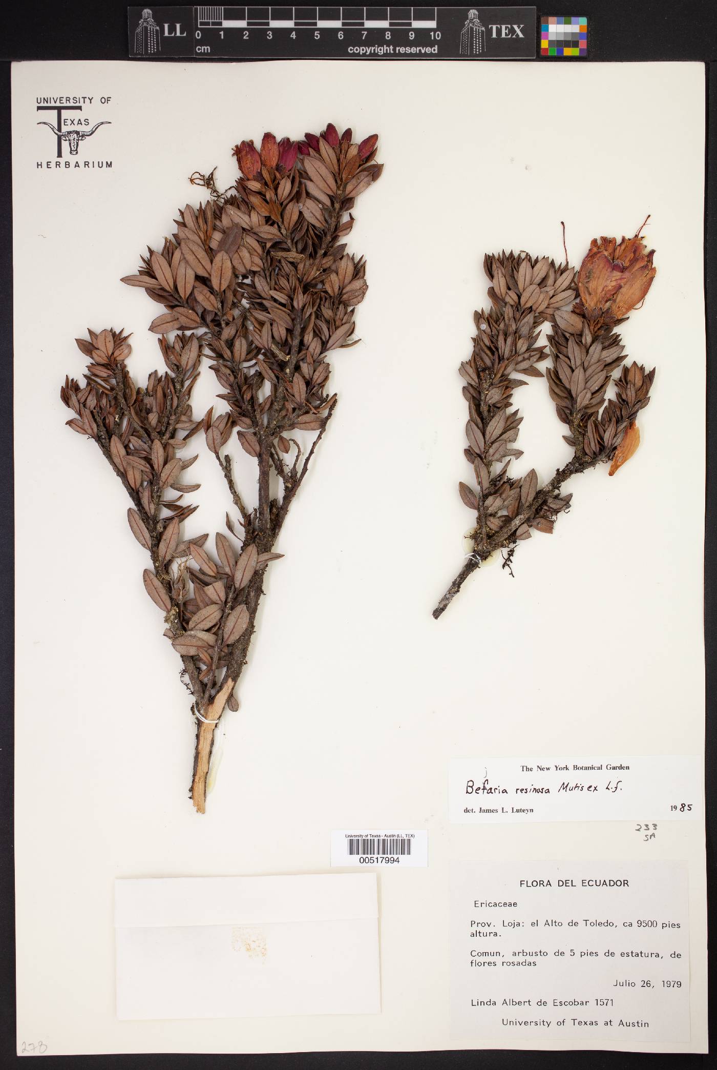 Bejaria resinosa image