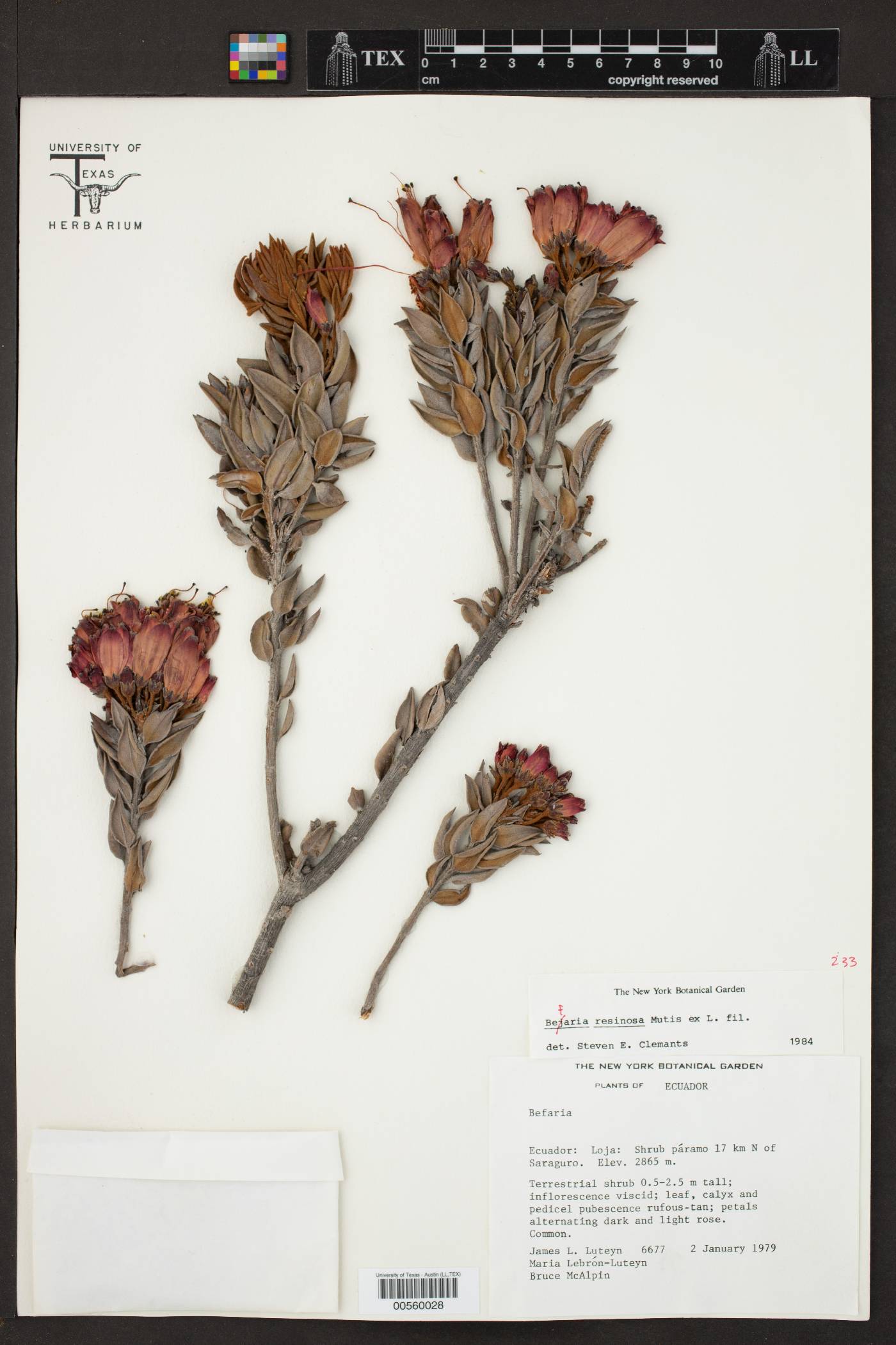 Bejaria resinosa image