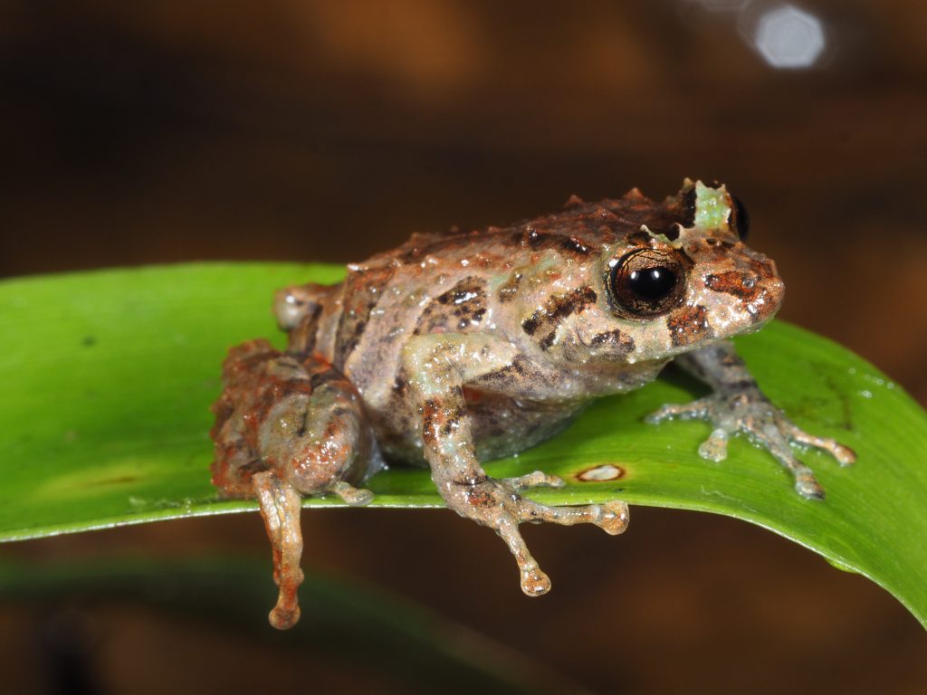 Pristimantis paladines image