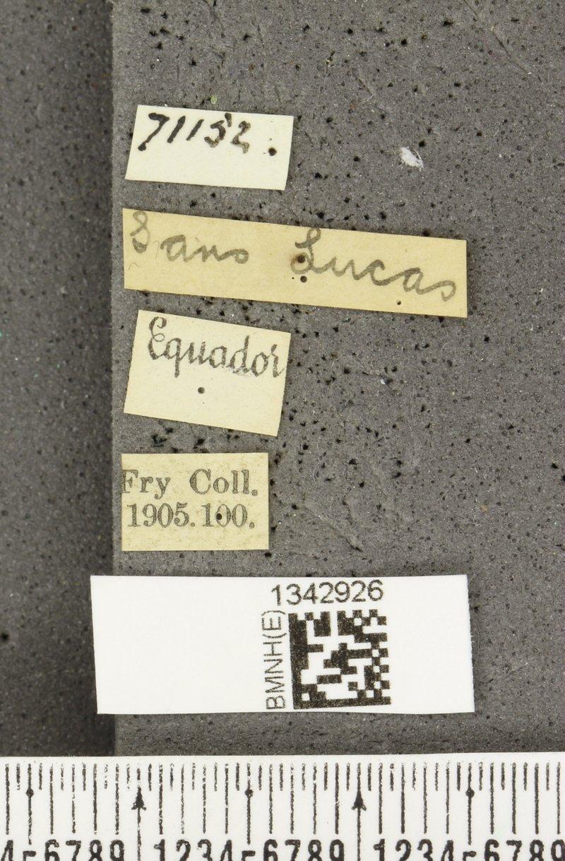 Luperini image