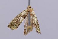Media resource of Gretchena garai