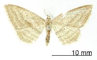 Thumbnail image of current specimen