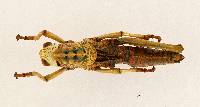 Aplatacris colorata image