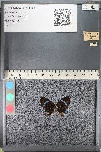 Diaethria neglecta image