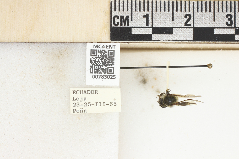 Colletidae image