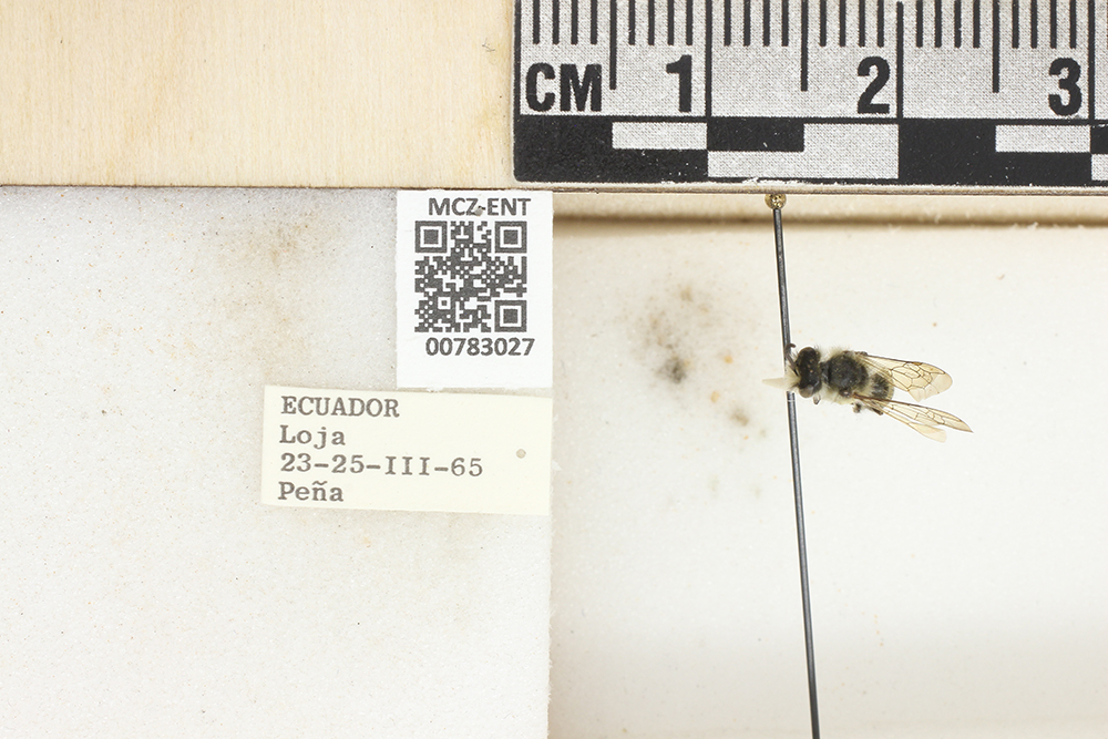 Colletidae image