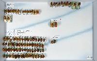 Cyclocephala longula image