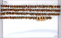 Cyclocephala lunulata image