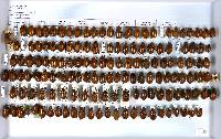 Cyclocephala sexpunctata image