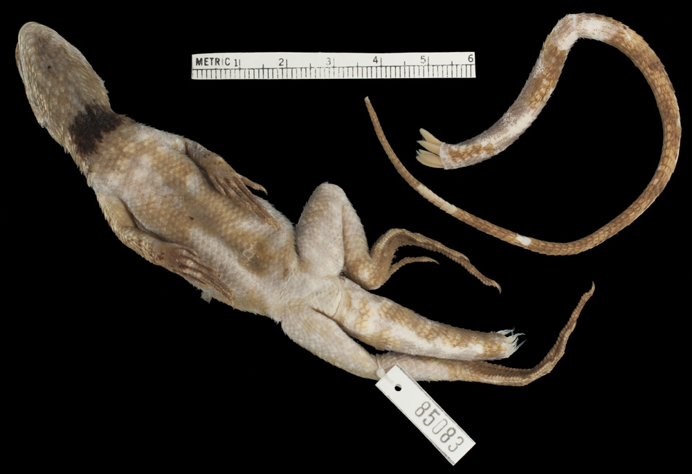 Stenocercus image
