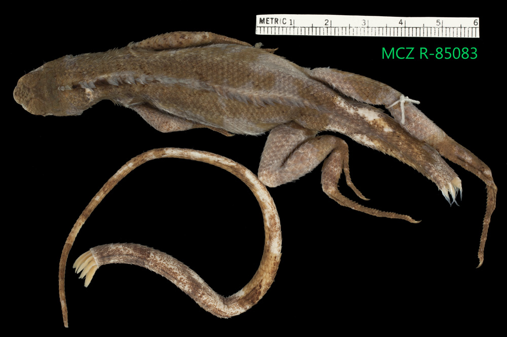 Stenocercus limitaris image