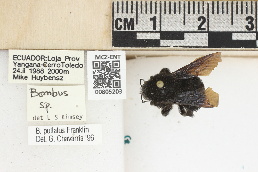 Bombus image