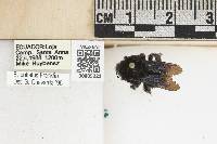 Media resource of Bombus pullatus