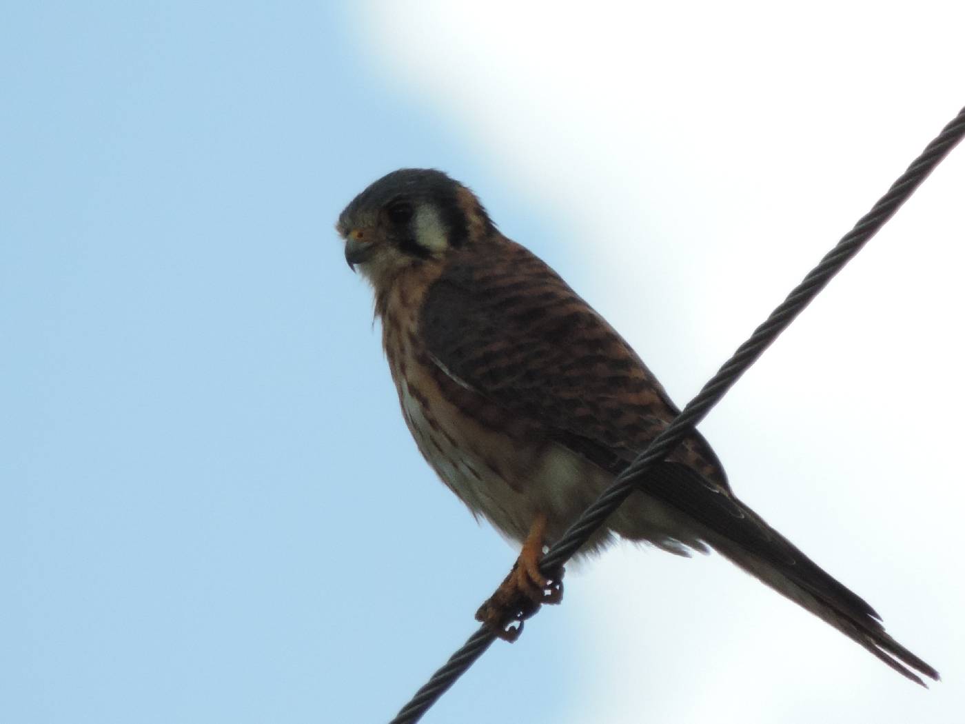 Falco sparverius image