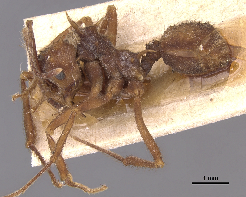Formicidae image