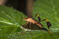 Anisoscelis (Anisoscelis) image