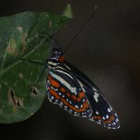 Elzunia pavonii image
