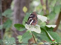 Elzunia pavonii image