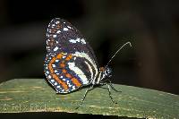 Elzunia pavonii image