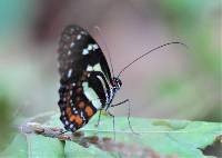 Elzunia pavonii image