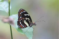 Elzunia pavonii image