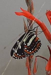 Elzunia pavonii image