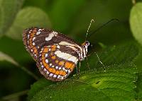 Elzunia pavonii image