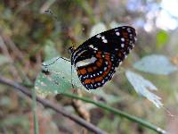 Elzunia pavonii image