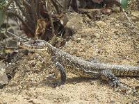 Callopistes flavipunctatus image