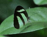 Itaballia marana image