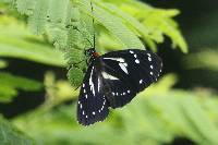 Elzunia pavonii image