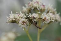 Polybia fastidiosuscula image