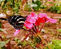 Elzunia pavonii image