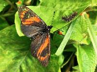 Acraea tenebrarum image