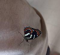 Elzunia pavonii image