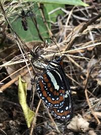 Elzunia pavonii image