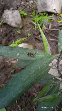 Oncopeltus (Erythrischius) image