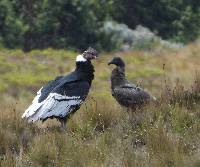 Vultur gryphus image