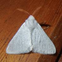 Aithorape roseicornis image