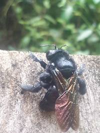Xylocopa frontalis image