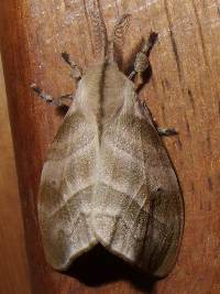 Sarsina purpurascens image