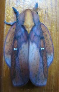 Ptiloscola rorerae image