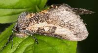 Neotuerta platensis image