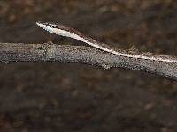 Oxybelis transandinus image